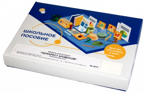 Модель-аппликация <Перекрест хромосом>